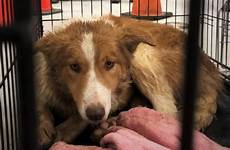 spca retain puppies seized custody dogs their dartmouth halifaxtoday ca