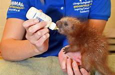 porcupine baby zoo brookfield born kind first chicago its tailed reared prehensile month being hand last his wttw zooborns schulz