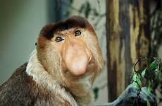 animals monkey weirdest proboscis big looking nose exist worlds know apenheul monkeys goofy but faces might say hear someone did