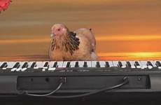 chicken piano playing amazing grace