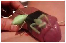 mantis preying motherless