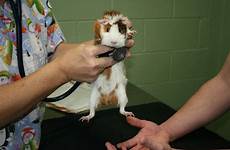 guinea pig sick hospital little cove walnut animal had