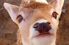 deer cute doe fawn nose baby tailed buck animal head sweet close wild nature whitetail adorable cuddly newborn creature whitetailed