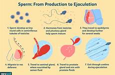 sperm semen azoospermia ejaculation verywell symptoms