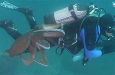octopus diver giant scuba fighting terrifying shows off kcci