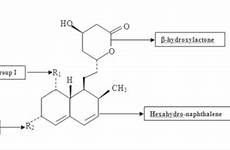 lovastatin statins possess hexahydro naphthalene