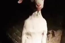 goat cursed staring oddlyterrifying terrifying goats sewers exploring