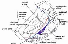 clitoris innervation somatic autonomic slings invasive preliminary dysfunction evidence