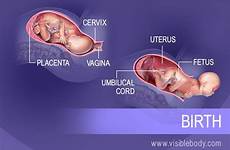 process birth reproductive development fetal labor stage system fetus reproduction organs embryo egg during ends three