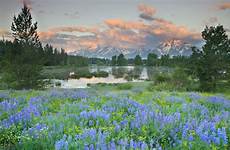 nature scenes natural scene flowers wallpaper cropped pc blessed field summer forwallpapercom national grand wallpapersafari navigation post park teton picturesque