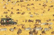 kenya wildlife safari