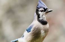 jay blue lookout wildlife known facts well some domain public perched birds