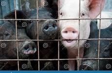pigs cages