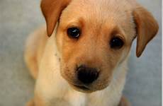 dog cute dogs baby wallpaper puppy sorry face cachorro puppies doggy google cutest animal probably feel wallpapers cachorros filhote click