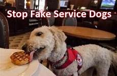 service fake dogs