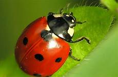 fortuna coccinella mariquita portafortuna coccinelle rossa buona insecte portano animali buburuza oggetti puntini biedronka