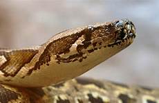 49k snakes poison loses man collection snake carousel reptile python generic burmese