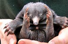 echidna baby echidnas zoo babies puggles births called born sydney puggle first years eyes tv taronga snuggle rare down after