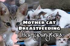 mother cat kittens