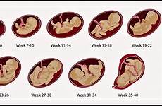 pregnancy week baby development changes symptoms body fetal stages chart momjunction inside weekly journey calendar early first know
