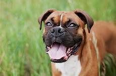 dog family breed breeds boxer boxers grown protective most