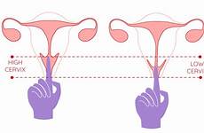 cervix cervical ovulation fertility checking opening