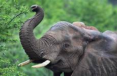 elephants trunks count their use