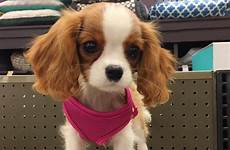 cutest dog breeds dogmal cavalier king