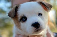 puppy adorable 1freewallpapers wallpaper resolutions