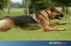 anjing alsatian dog wanita seks alsation berhubungan mengaku kompas iraq saves firefight