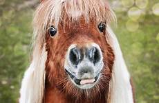 ponies shetland pferde tiere animali cavalli ponys bellissimi