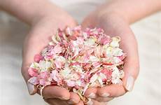 confetti biodegradable handfuls petals shropshire notonthehighstreet