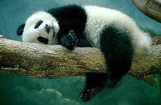 panda wallpaper cute desktop wallpapers sleeping tumblr animal background wall animals resolution