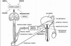 erection nerve erectile dysfunction psychogenic mechanisms preoptic pudendal mpoa medial shown