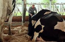cow cows milk dairy do tipping make big grow humans sexual organs