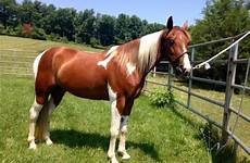 pinto horse chestnut horsebreedspictures colors