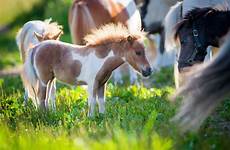 ponies adorable brighten pasture alexia