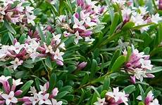 daphne eternal fragrance transatlantica evergreen fragrant plants garden shrubs special deals deal flowers trees enlarge zoom click visit