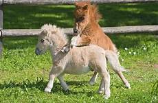 ponies mini fluffy falabella brighten shetland