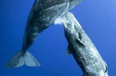 whale sperm calf feeding whales feed injecting ejecting readsector catches