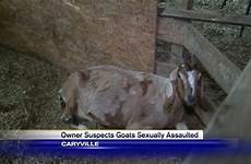 goat man florida woman goats animals her rapist prowl according been attacked months says three attacking wjhg raping contacted police