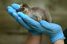humboldt chick blair penguins drummond penguin park years two first pa
