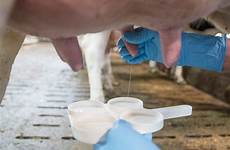 mastitis vacas milk veterinaria