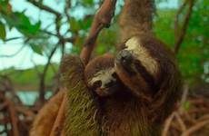 sloth sloths earth icegif ooh eat 1139
