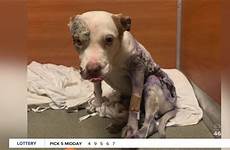 abused dog rescue justice severely seeks recovering swfl beaten worst tortured case