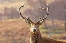 deer stag red portrait spotlight wildlife mammals background