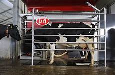 lely milking robotic astronaut 17 farming a4 simulator machines system fs dairy mods will robo milk robot milker cow ploughing