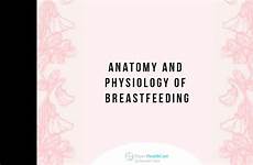 breastfeeding anatomy