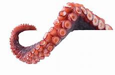 octopus tentacle tentacles kraken squid carus liv pngegg worm cerebrum argonaut