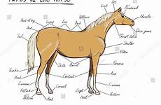 horse anatomy equine scheme equestrian vector parts cartoon drawing hand shutterstock written text illustration